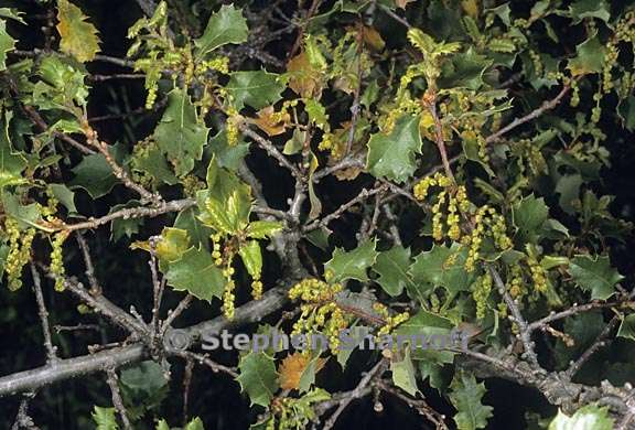 quercus berberidifolia 2 graphic